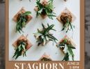 Staghorn Fern Mounting Worshop with @unpotted_  🌿🍺